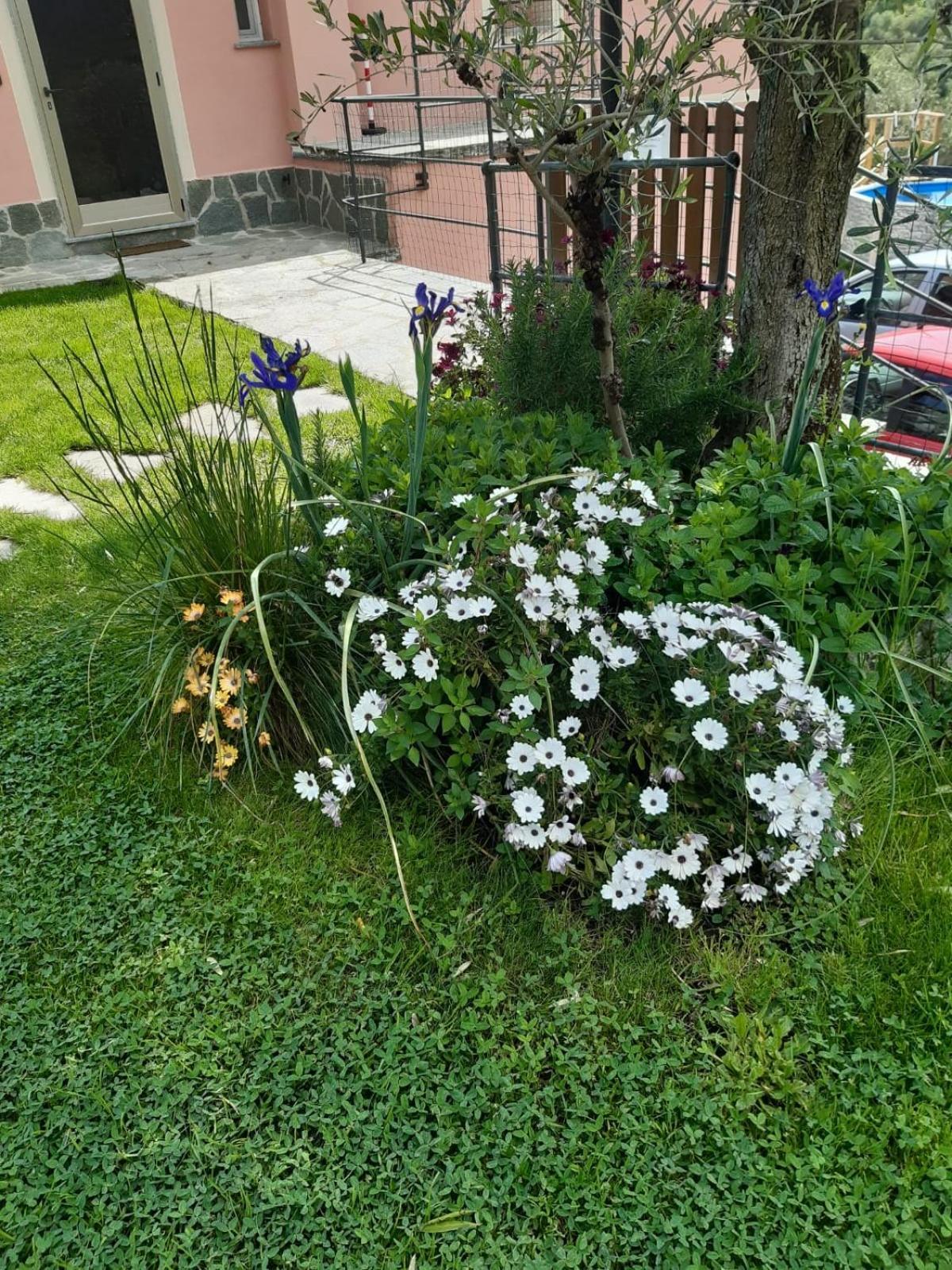Fior D'Olivo - Villa Con Piscina Privata A Pochi Minuti Dal Centro Di Sestri Levante, Mare E Spiaggie Santo Stefano del Ponte Εξωτερικό φωτογραφία